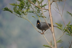 Hypsipetes borbonicus