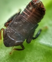 Hylicinae