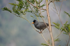 Hypsipetes borbonicus