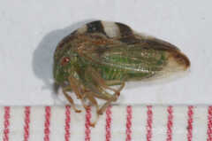 Cyrtolobus