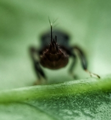 Hylicinae