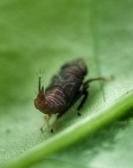 Hylicinae