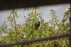 Hypsipetes borbonicus