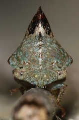 Telamona