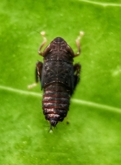 Hylicinae