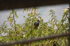 Hypsipetes borbonicus