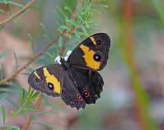 Tisiphone abeona albifascia
