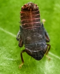 Hylicinae