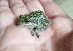 Scinax nasicus