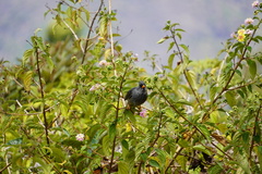 Hypsipetes borbonicus