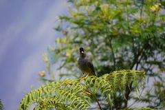 Hypsipetes borbonicus