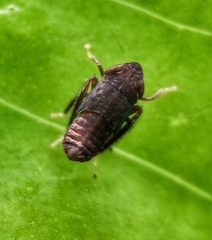 Hylicinae