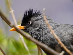 Hypsipetes borbonicus