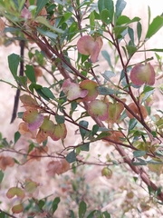 Dodonaea viscosa cuneata