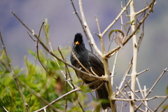 Hypsipetes borbonicus