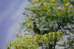 Hypsipetes borbonicus