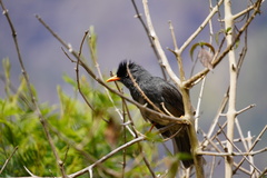 Hypsipetes borbonicus