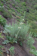 Phlomoides integior