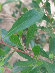 Dodonaea viscosa cuneata