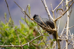 Hypsipetes borbonicus