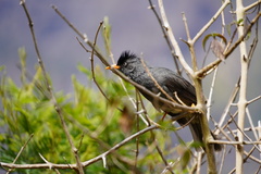 Hypsipetes borbonicus