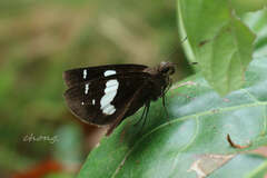 Notocrypta curvifascia