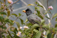 Hypsipetes borbonicus