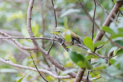 Picumnus innominatus