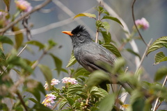 Hypsipetes borbonicus