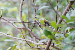 Picumnus innominatus