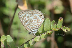 Leptotes plinius