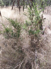 Dodonaea viscosa cuneata