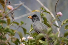 Hypsipetes borbonicus