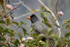 Hypsipetes borbonicus