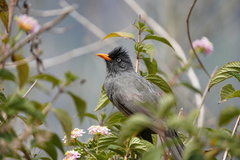 Hypsipetes borbonicus