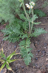 Phlomoides integior