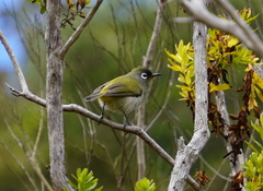 Zosterops olivaceus