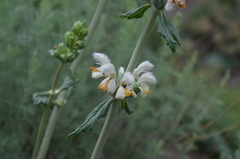 Phlomoides integior