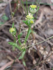 Triptilodiscus pygmaeus
