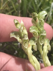 Pterostylis crassicaulis