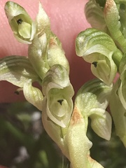 Pterostylis crassicaulis