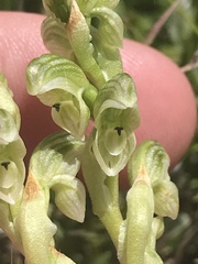 Pterostylis crassicaulis