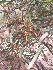 Acacia hakeoides