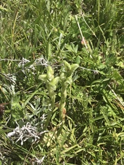 Pterostylis crassicaulis