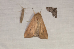 Mythimna convecta
