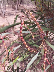 Acacia hakeoides