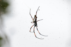 Trichonephila inaurata madagascariensis