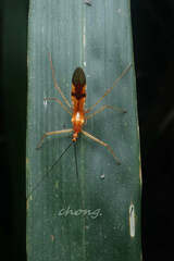 Lingnania braconiformis