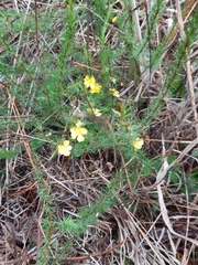 Hibbertia fasciculata