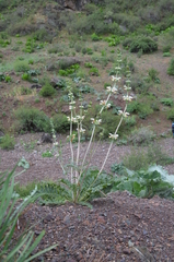 Phlomoides integior